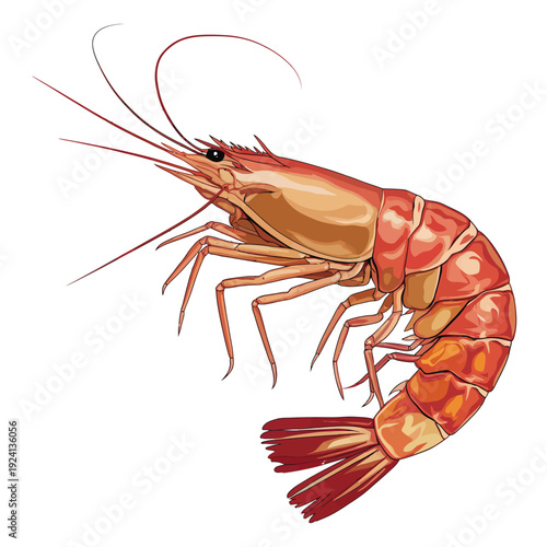 crayfish on white