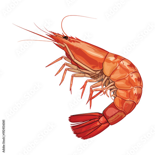 shrimp isolated on white