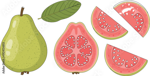 Guava fruit illustration with whole, half, and sliced pieces showing seeds, fresh tropical fruit vector design isolated on white background