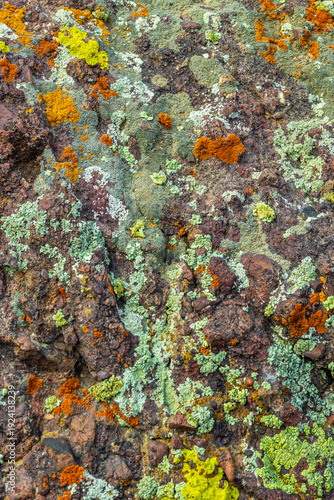 Vibrant lichens cover the rough surface of a rock in a natural setting. Daytime light enhances the earthy textures and colors, showcasing nature's beauty.