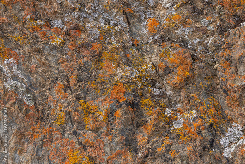 Orange and grey lichen covers a rugged rock surface in an outdoor setting. Textured appearance highlights the natural beauty of the environment during daytime.