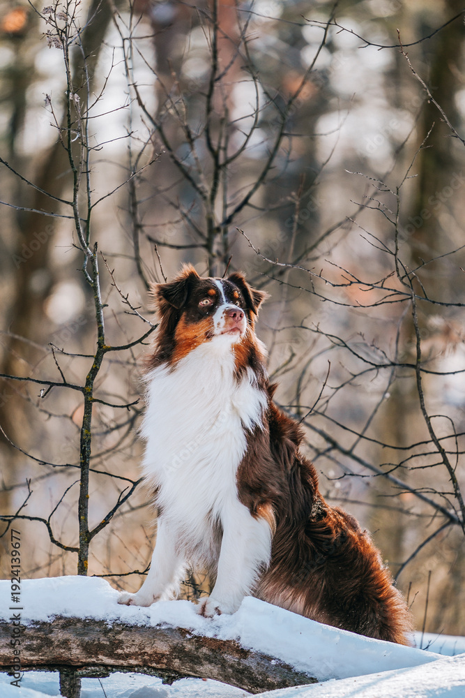 Fototapeta premium A beautiful brown Australian Shepherd male dog walks in a winter pine forest with snow