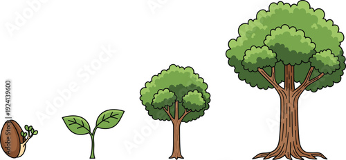 Flat vector illustration showing the growth stages of a tree from a sprouting seed to a small sapling and a large mature leafy oak