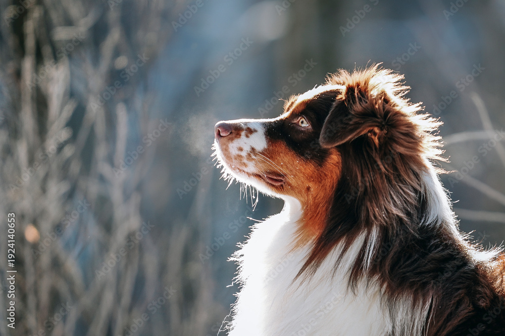 Obraz premium A beautiful brown Australian Shepherd male dog walks in a winter pine forest with snow