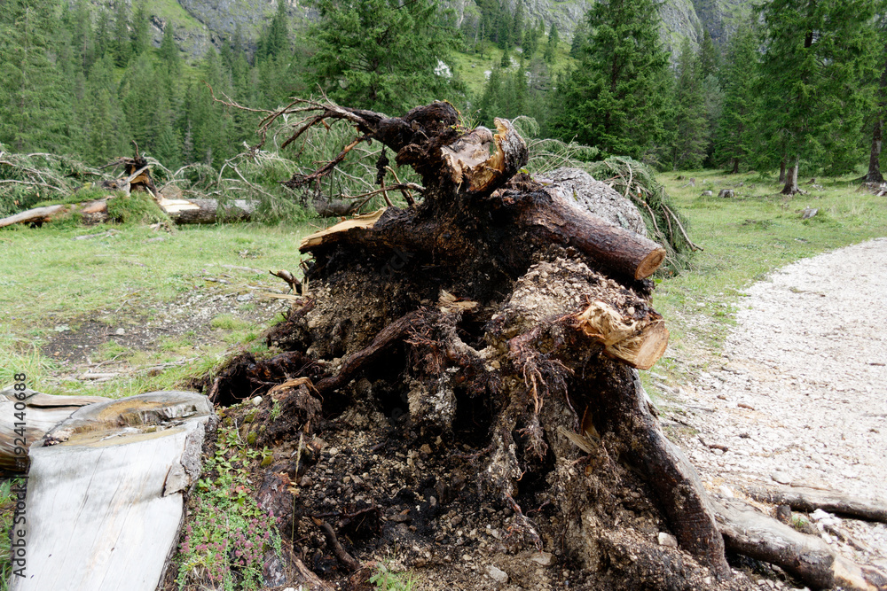 Fototapeta premium Uprooted Tree Stump