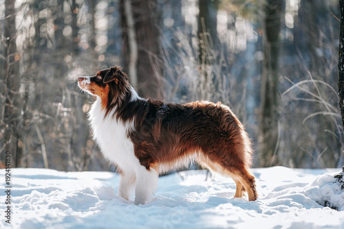 Bild auf Leinwand A beautiful brown Australian Shepherd male dog walks in a winter pine forest wit