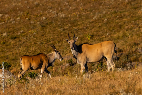 Two large eland antelopes (Taurotragus oryx) in the montane grasslands of Malolotja Nature Reserve, of Eswatini, in the golden light of the late afternoon.