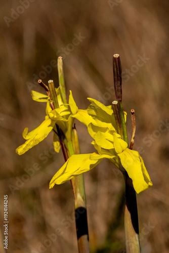 Beautiful vibrant yellow flowers of a Large Golden Vlei Moraea, (Moraea huttonii) in the warm sunlight, growing wild in the montane grasslands of Malolotja Nature Reserve, Eswatini.