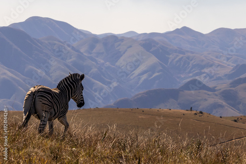 A solitary Zebra (Equus burchelli) running towards the distant rugged blue mountains of Malolotja, in the Kingdom of Eswatini.