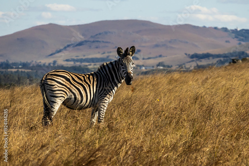 A solitary zebra (Equus burchelli) in the long golden grass of the winter landscape of the highveld of the Malolotja mountains in the Kingdom in Eswatini