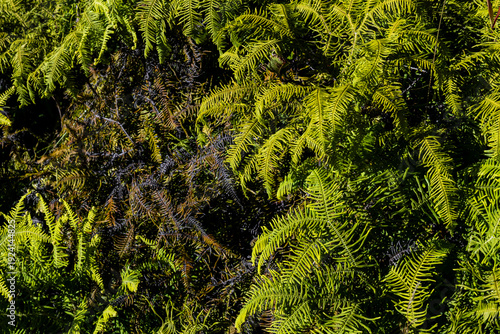 Botanical pattern formed by a tangle of coral fern leaves