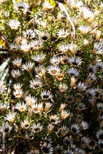 Foto A Helichrysum, bush covered in a mass of delicate white papery flowers, in the montane grasslands of the Malolotja Nature Reserve in Eswatini