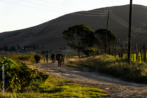 A local herder drives a herd of cattle along a dusty mountain road at the end of the day, in the rural Hhohho Region of Eswatini