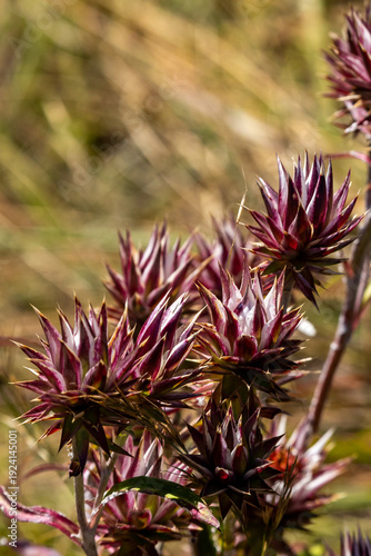 A brilliant close-up of Macledium zeyheri, commonly known as a doll's protea or Jue-grass, growing wild in the Malolotja Nature Reserve, Eswatini