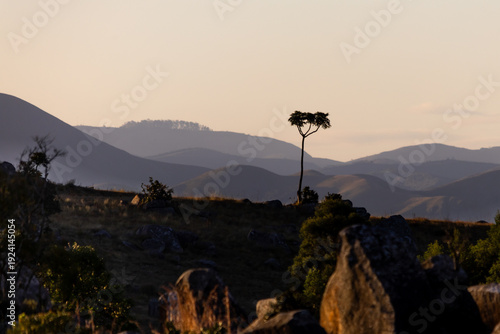 A solitary cabbage stands in silhouette against the distant blue mountains of the Malolotja Nature Reserve in Eswatini in the late afternoon golden light.