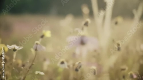 Flowers Blooming in Sunny Field with Soft Sunlight Glowing
