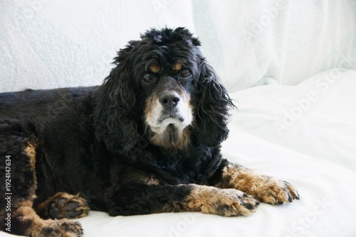 Foto American Cocker spaniel dog lying down