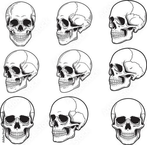 Collection of human skull illustrations in various poses