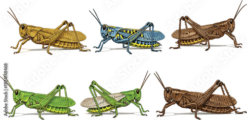 Collection of detailed grasshopper and locust insect vector illustrations in various colors and poses isolated on white background for nature and biology design.