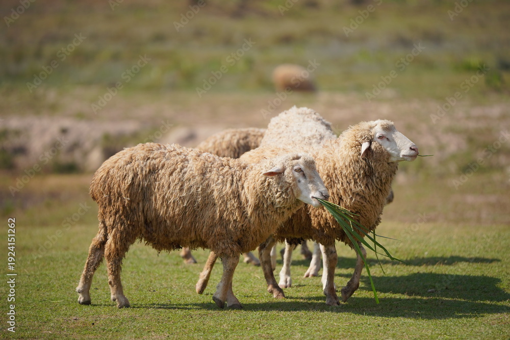 Obraz premium Group of sheep standing on green grass field in rural countryside under daylight. Livestock farming scene representing agriculture, farm animals, sustainable farming, and peaceful environment.
