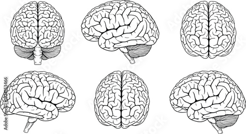 Human brain anatomy illustration set, detailed medical line art of cerebral hemispheres, neuroscience concept, isolated on white background