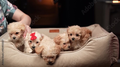 Adorable tiny poodle puppy with a red bow sitting in a cozy dog bed, looking curiously at the camera. High-quality portrait of a cute toy poodle or maltipoo dog