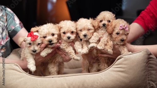 Six Cute Maltipoo Puppies with Bows in Human Hands