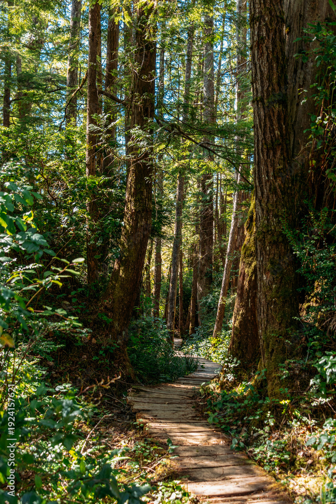 Obraz premium Sun-dappled wooden trail winding through lush old-growth forest in Olympic National Park