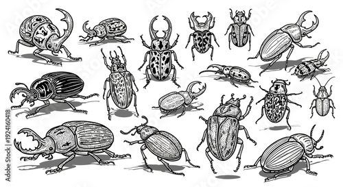 Collection of Various Beetle Species Illustrations.