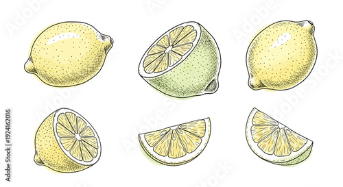 Illustration of Lemons and Lemon Slices.