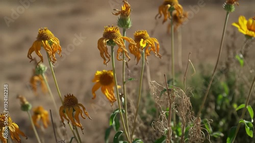 Yellow Flowers Blooming in Sunny Field Surrounded by Nature