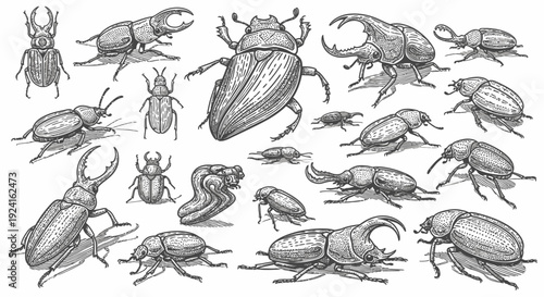 Collection of Hand Drawn Beetle Illustrations.