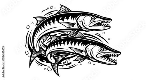 Black and White Illustration of Barracudas.