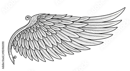 Detailed Black and White Wing Illustration.