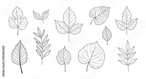 Various Leaf Illustrations in Black and White.