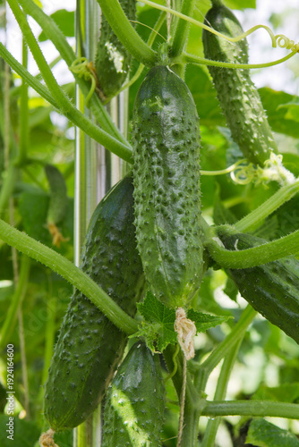 The bush cucumbers hang on the trellis in the garden .