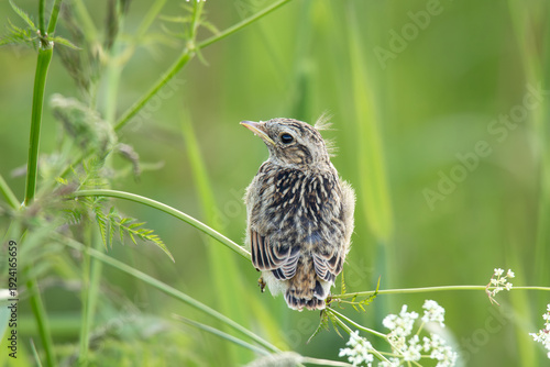 Eurasian skylark fledgling sitting on a cow parsley leaf stalk