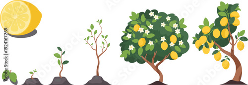 A sequence of a lemon tree growing from a seedling to a tree with lemons and flowers growth stages