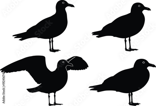 Black vector silhouette set of seagulls in various poses including standing and spreading wings for coastal nature sea birds beach and ocean life branding