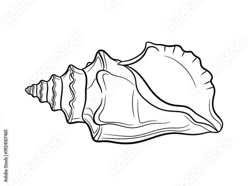 Detailed illustration of a conch seashell in black outline, highlighting its intricate spirals and natural form.