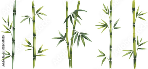 Five Green Bamboo Plants with Leaves on White Background nature