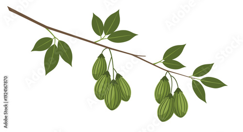 A thin brown branch displays clusters of green ribbed oblong fruits and sets of three leaves against a white background in a vector illustration.