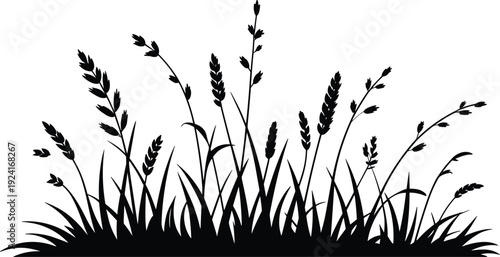 Silhouette of tall grass and wheat stalks against a white background black and white nature
