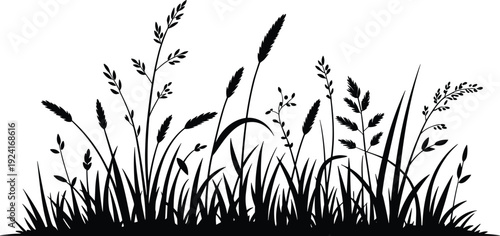 Tall black and white grass and plants growing in a field with various leaf shapes and textures nature