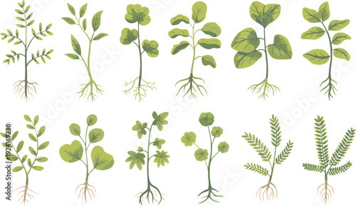 Ten Different Green Plants with Roots and Leaves Illustrated on White Background botanical