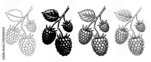Set of four raspberry branch illustrations showing different artistic styles including outline, silhouette, vintage engraving, and stippling dotwork