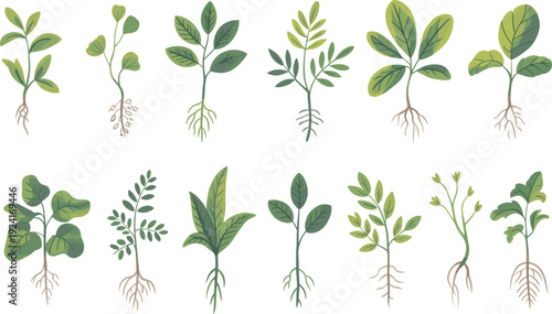 Various green plants with different leaf shapes and root systems illustrated on a white background
