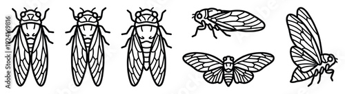 Black and white cicada insect illustration set with multiple views including top-down and side profile, rendered in a bold, minimalist, and graphic line art style