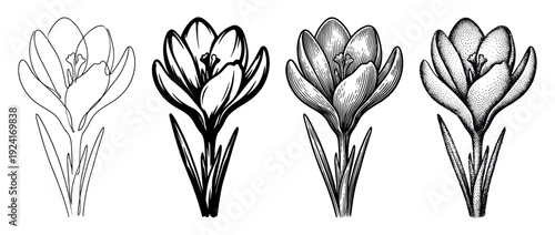 Set of four crocus flower illustrations showing different artistic techniques including line art, engraving, stippling, and bold ink drawing for botanical and design projects