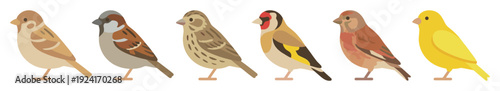 Collection of six small songbirds including a sparrow, goldfinch, and canary, illustrated in a charming flat vector style and arranged in a neat horizontal row